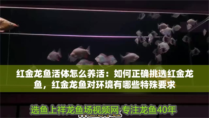 紅金龍魚活體怎么養活：如何正確挑選紅金龍魚，紅金龍魚對環境有哪些特殊要求