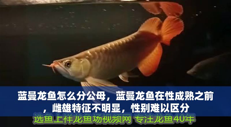 藍曼龍魚怎么分公母，藍曼龍魚在性成熟之前，雌雄特征不明顯，性別難以區分