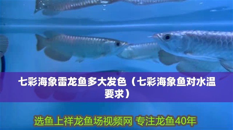 七彩海象雷龍魚多大發色（七彩海象魚對水溫要求）