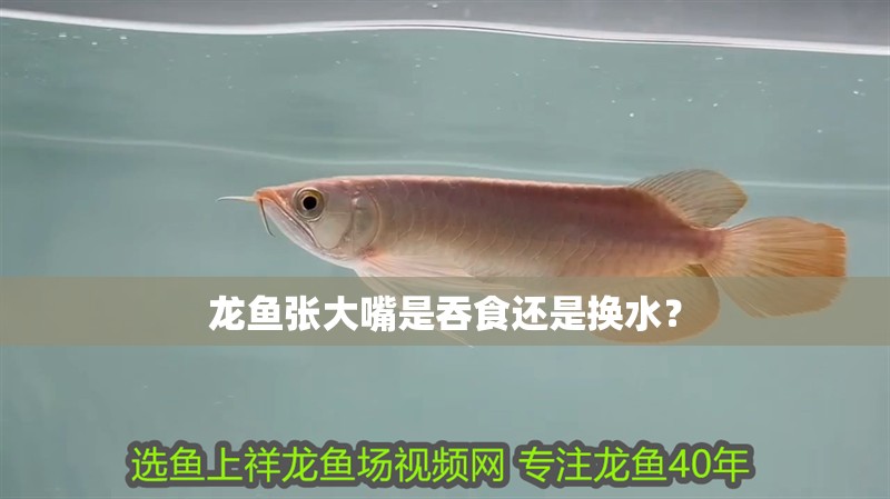 龍魚張大嘴是吞食還是換水？