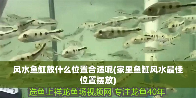 風(fēng)水魚缸放什么位置合適呢(家里魚缸風(fēng)水最佳位置擺放)