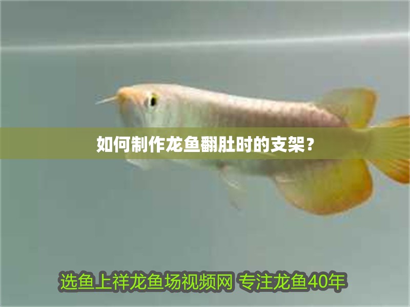 如何制作龍魚翻肚時的支架？