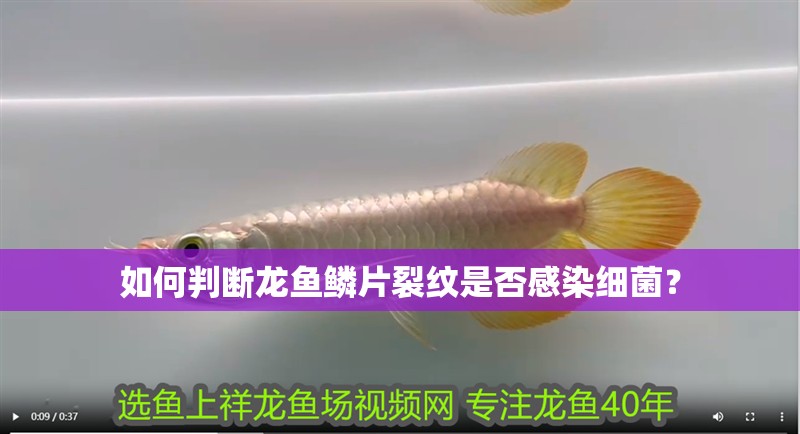 如何判斷龍魚鱗片裂紋是否感染細(xì)菌？