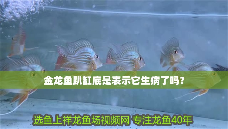 金龍魚趴缸底是表示它生病了嗎？