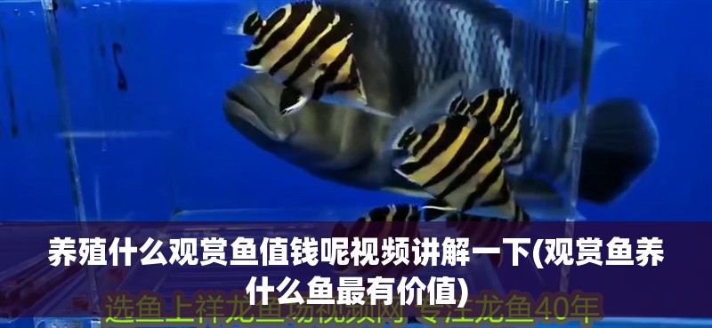 養(yǎng)殖什么觀賞魚值錢呢視頻講解一下(觀賞魚養(yǎng)什么魚最有價值)