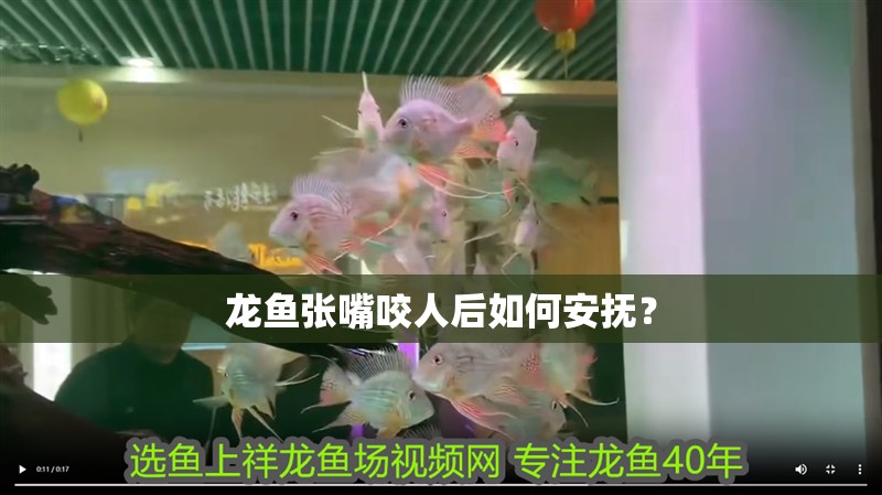 龍魚張嘴咬人后如何安撫？