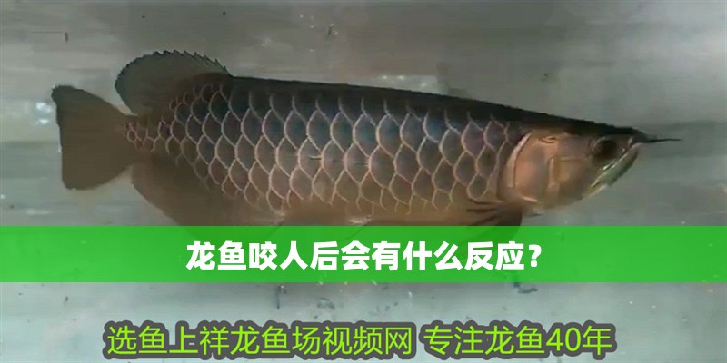 龍魚咬人后會有什么反應？