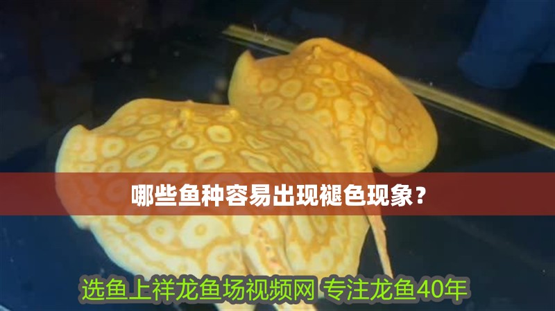 哪些魚種容易出現(xiàn)褪色現(xiàn)象？
