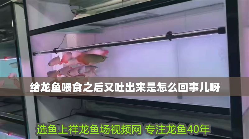 給龍魚喂食之后又吐出來是怎么回事兒呀