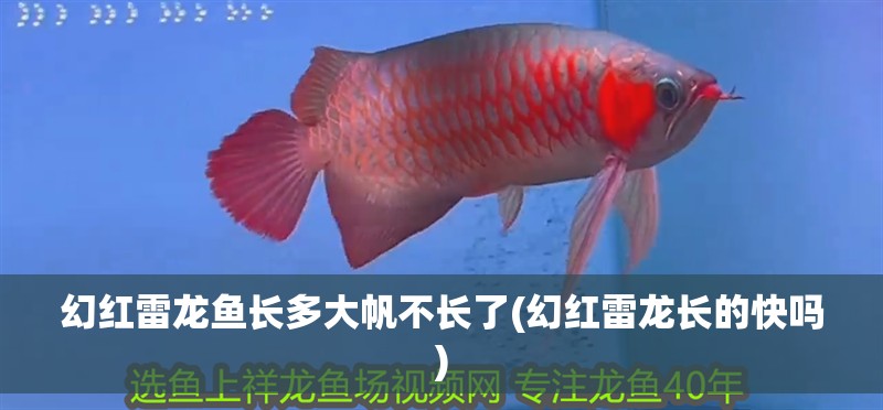 幻紅雷龍魚長多大帆不長了(幻紅雷龍長的快嗎)