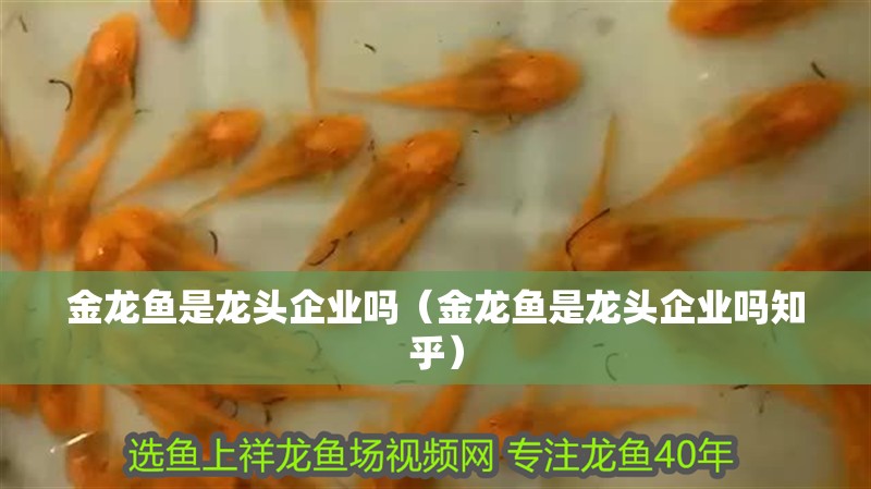 金龍魚是龍頭企業嗎（金龍魚是龍頭企業嗎知乎）