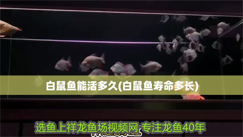 白鼠魚(yú)能活多久(白鼠魚(yú)壽命多長(zhǎng))