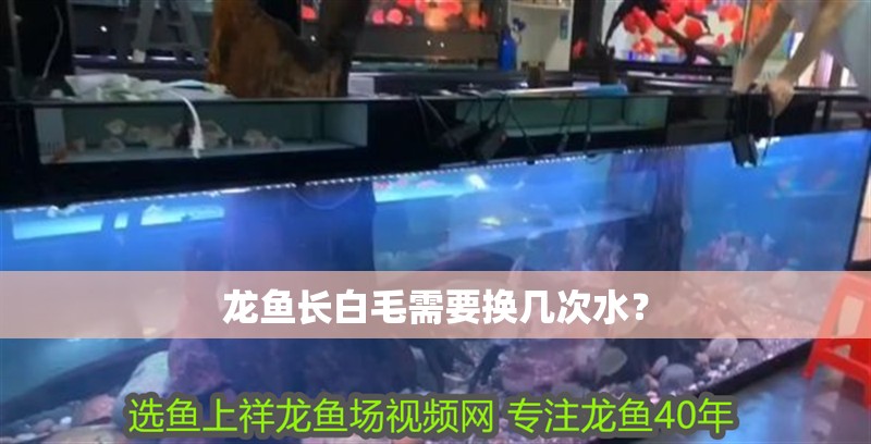龍魚(yú)長(zhǎng)白毛需要換幾次水？