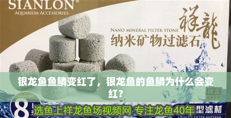 銀龍魚魚鱗變紅了，銀龍魚的魚鱗為什么會變紅？