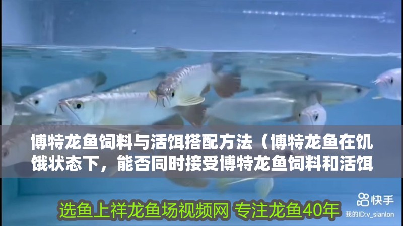 博特龍魚飼料與活餌搭配方法（博特龍魚在饑餓狀態下，能否同時接受博特龍魚飼料和活餌？）