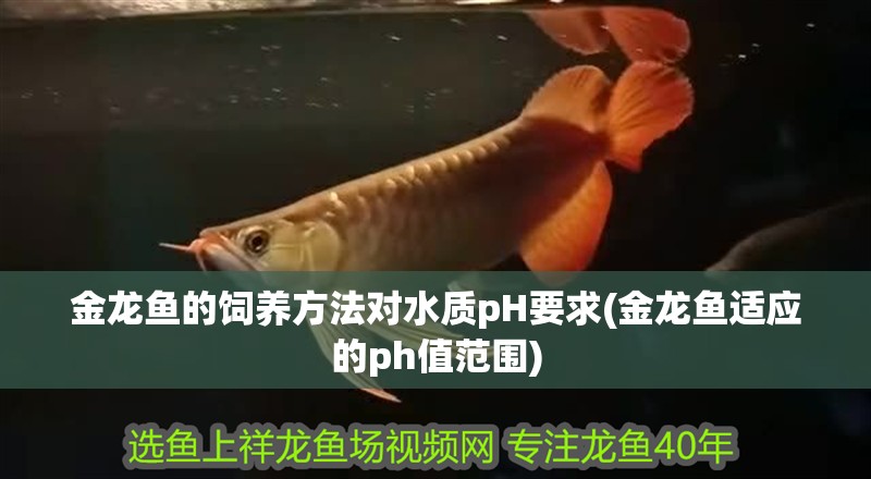 金龍魚的飼養方法對水質pH要求(金龍魚適應的ph值范圍)
