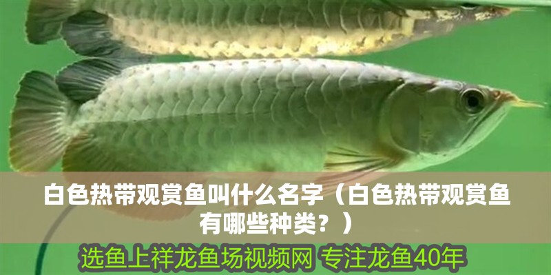 白色熱帶觀賞魚叫什么名字（白色熱帶觀賞魚有哪些種類？） 白色熱帶觀賞魚叫什么名字（白色熱帶觀賞魚有哪些種類？） 觀賞魚百科
