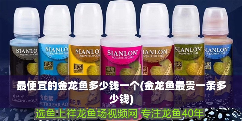最便宜的金龍魚多少錢一個(金龍魚最貴一條多少錢)