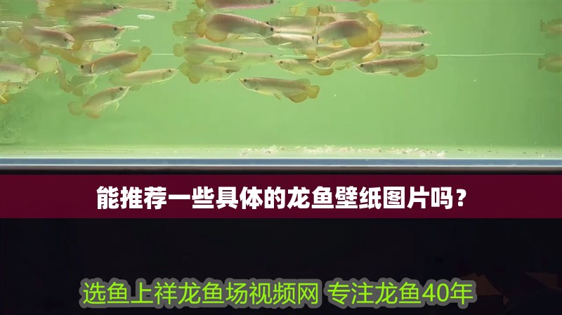能推薦一些具體的龍魚壁紙圖片嗎？