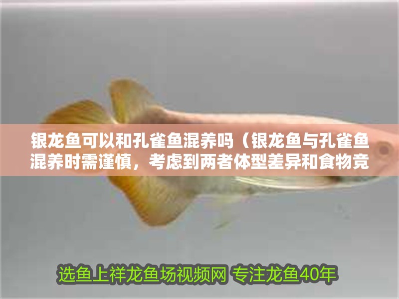 銀龍魚可以和孔雀魚混養嗎（銀龍魚與孔雀魚混養時需謹慎，考慮到兩者體型差異和食物競爭）