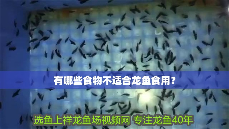 有哪些食物不適合龍魚食用？