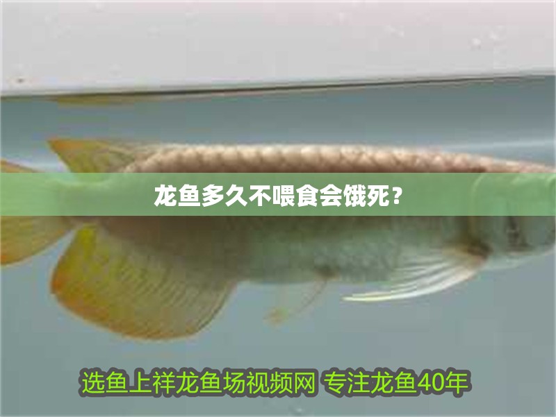 龍魚多久不喂食會餓死？