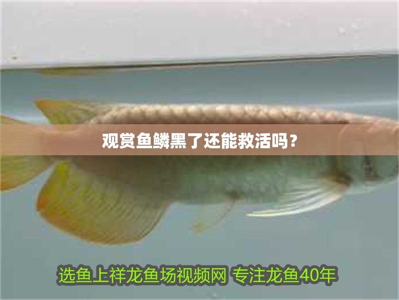 觀賞魚(yú)鱗黑了還能救活嗎？