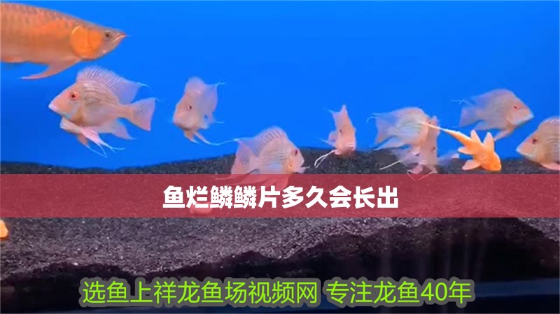 魚爛鱗鱗片多久會長出 魚爛鱗鱗片多久會長出 龍魚百科