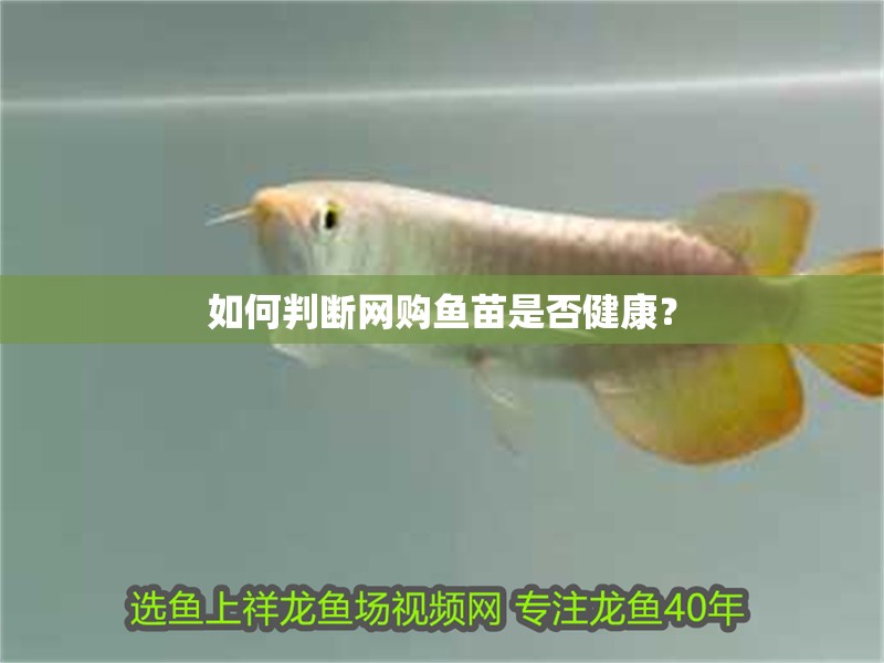 如何判斷網購魚苗是否健康？