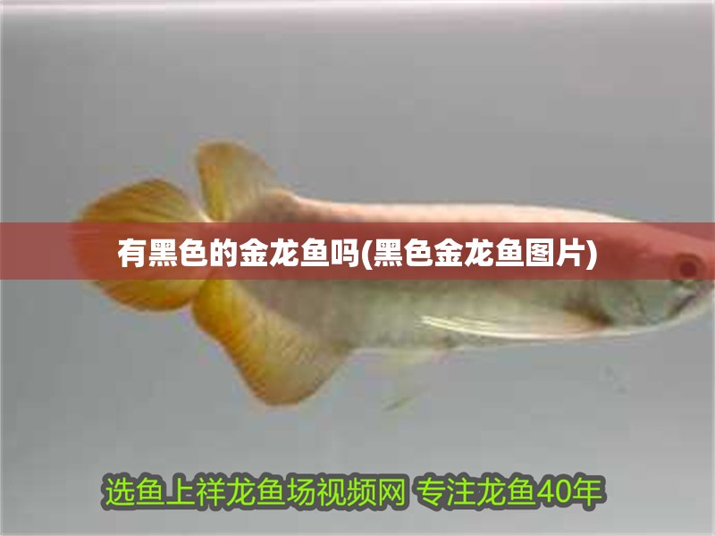 有黑色的金龍魚嗎(黑色金龍魚圖片)