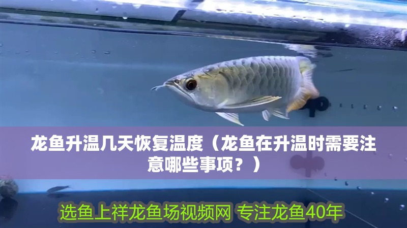 龍魚升溫幾天恢復溫度（龍魚在升溫時需要注意哪些事項？）