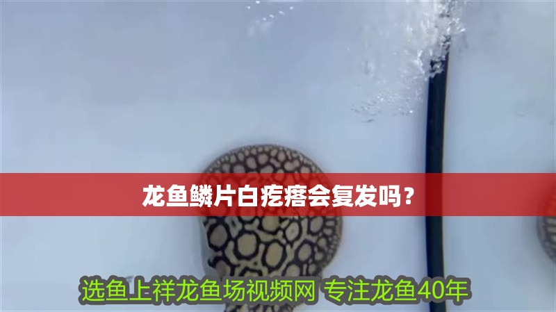龍魚鱗片白疙瘩會復發嗎？