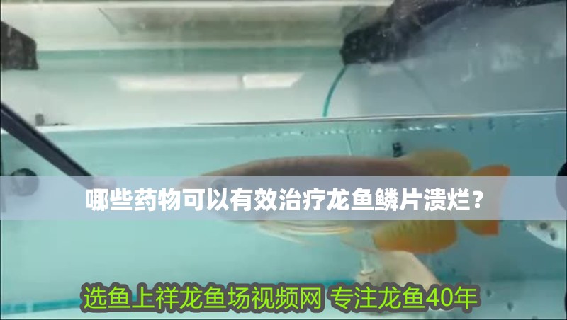 哪些藥物可以有效治療龍魚鱗片潰爛？