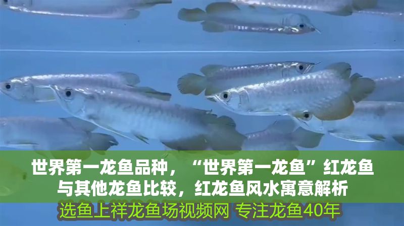 世界第一龍魚品種，“世界第一龍魚”紅龍魚與其他龍魚比較，紅龍魚風水寓意解析