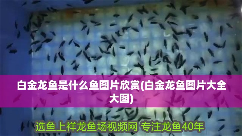白金龍魚是什么魚圖片欣賞(白金龍魚圖片大全大圖)
