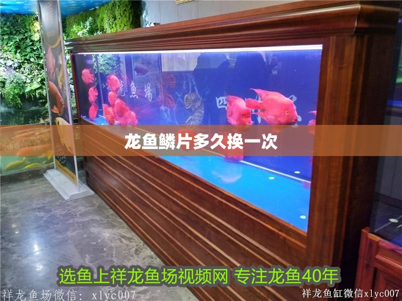 龍魚(yú)鱗片多久換一次