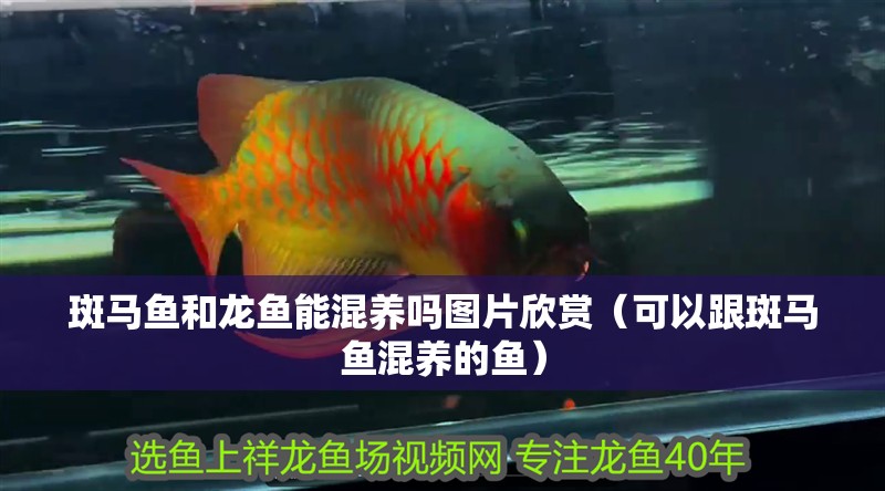 斑馬魚和龍魚能混養(yǎng)嗎圖片欣賞（可以跟斑馬魚混養(yǎng)的魚）