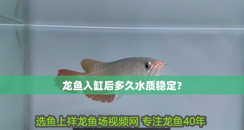 龍魚入缸后多久水質(zhì)穩(wěn)定？