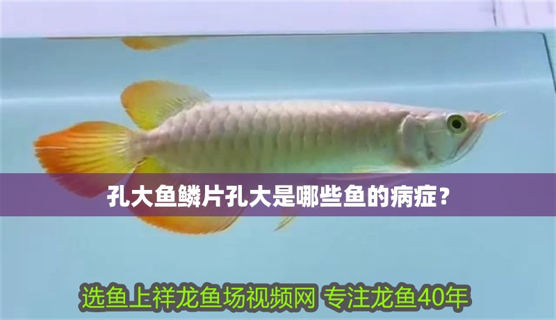 孔大魚鱗片孔大是哪些魚的病癥？