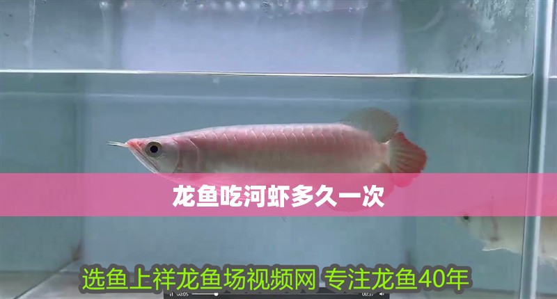 龍魚吃河蝦多久一次