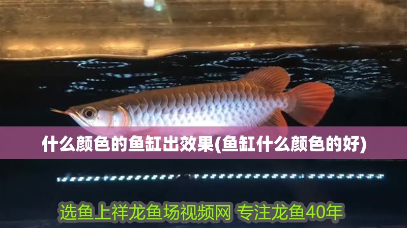 什么顏色的魚缸出效果(魚缸什么顏色的好)