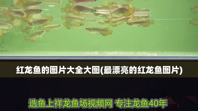紅龍魚(yú)的圖片大全大圖(最漂亮的紅龍魚(yú)圖片)
