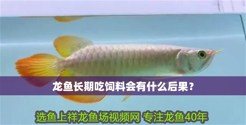 龍魚長期吃飼料會有什么后果？