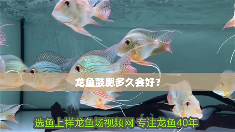 龍魚鼓腮多久會好？