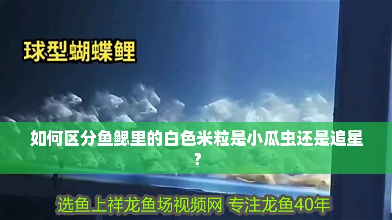 如何區分魚鰓里的白色米粒是小瓜蟲還是追星？