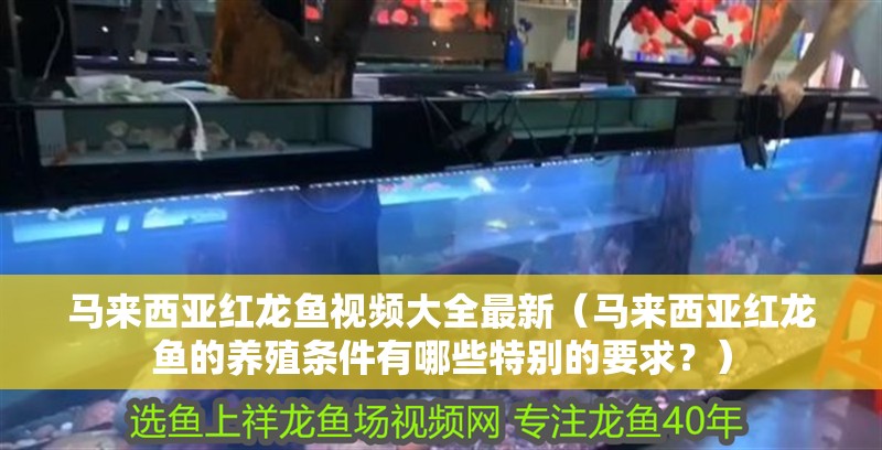 馬來西亞紅龍魚視頻大全最新（馬來西亞紅龍魚的養(yǎng)殖條件有哪些特別的要求？）