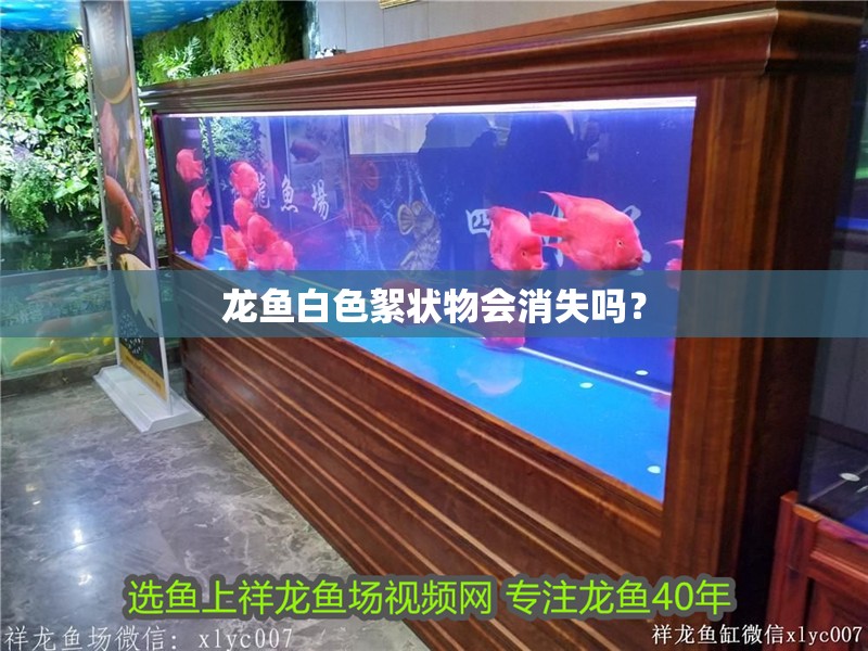 龍魚白色絮狀物會(huì)消失嗎？