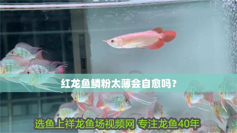 紅龍魚鱗粉太薄會自愈嗎？