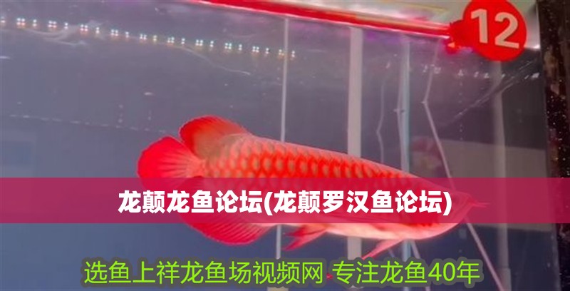 龍顛龍魚論壇(龍顛羅漢魚論壇)