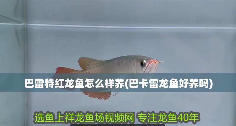 魚缸用增氧泵價(jià)格是多少:魚缸增氧機(jī)-xtrac增氧機(jī)-xtrac增氧機(jī) 巴雷特紅龍魚怎么樣養(yǎng)(巴卡雷龍魚好養(yǎng)嗎) 觀賞魚百科 巴雷特紅龍魚怎么樣養(yǎng)(巴卡雷龍魚好養(yǎng)嗎) 巴雷特紅龍魚怎么樣養(yǎng)(巴卡雷龍魚好養(yǎng)嗎) 觀賞魚百科